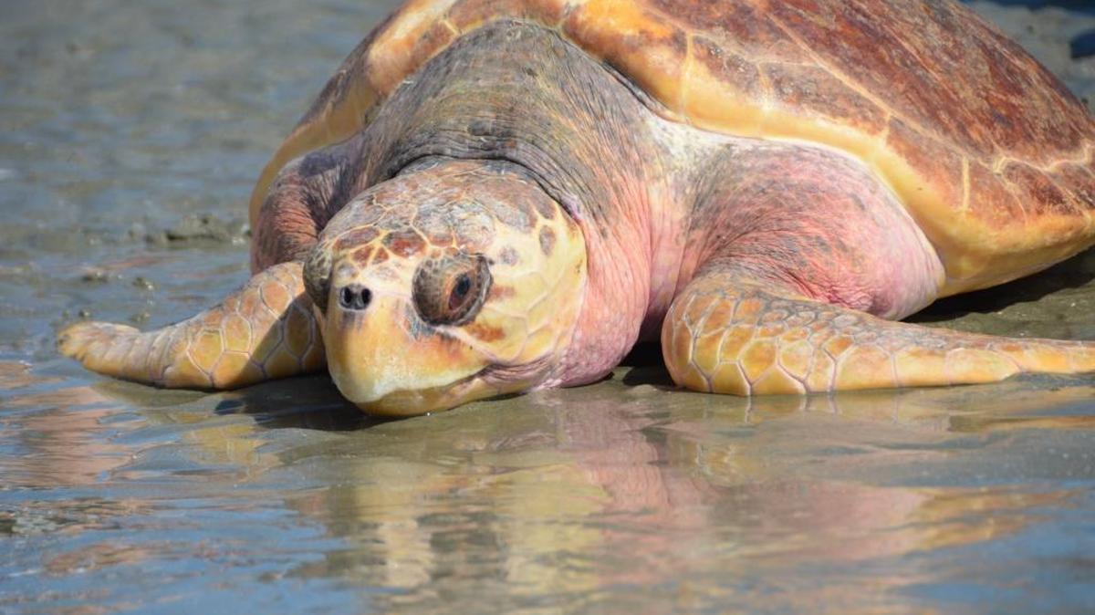 Lady, a loggerhead sea turtle, was released Thursday, June 30, after more than a year of hospital treatment.