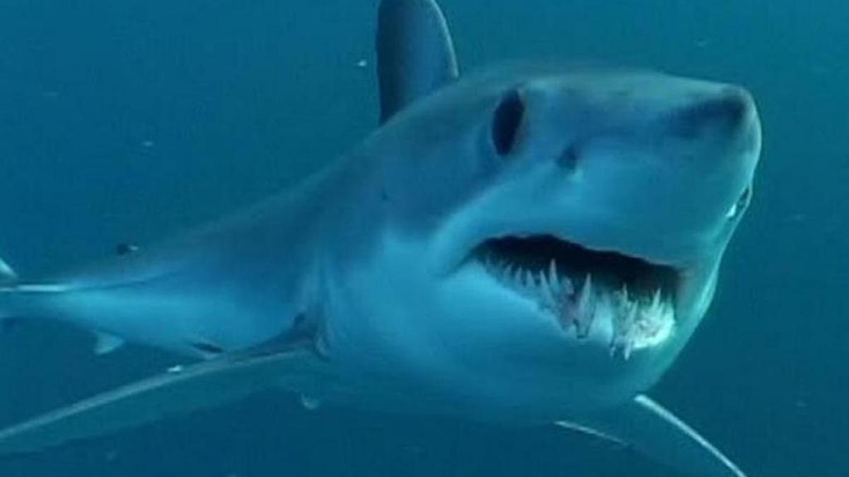 Shortfin makos are known for their speed and aggressiveness.