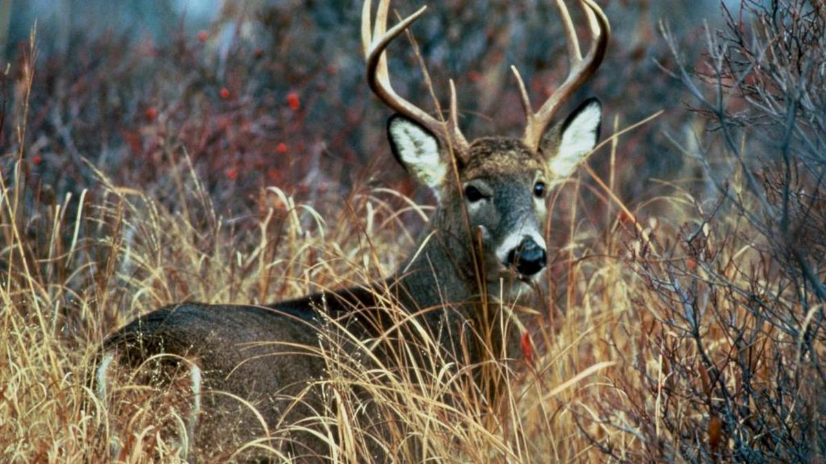 White tail deer are native to South Carolina.