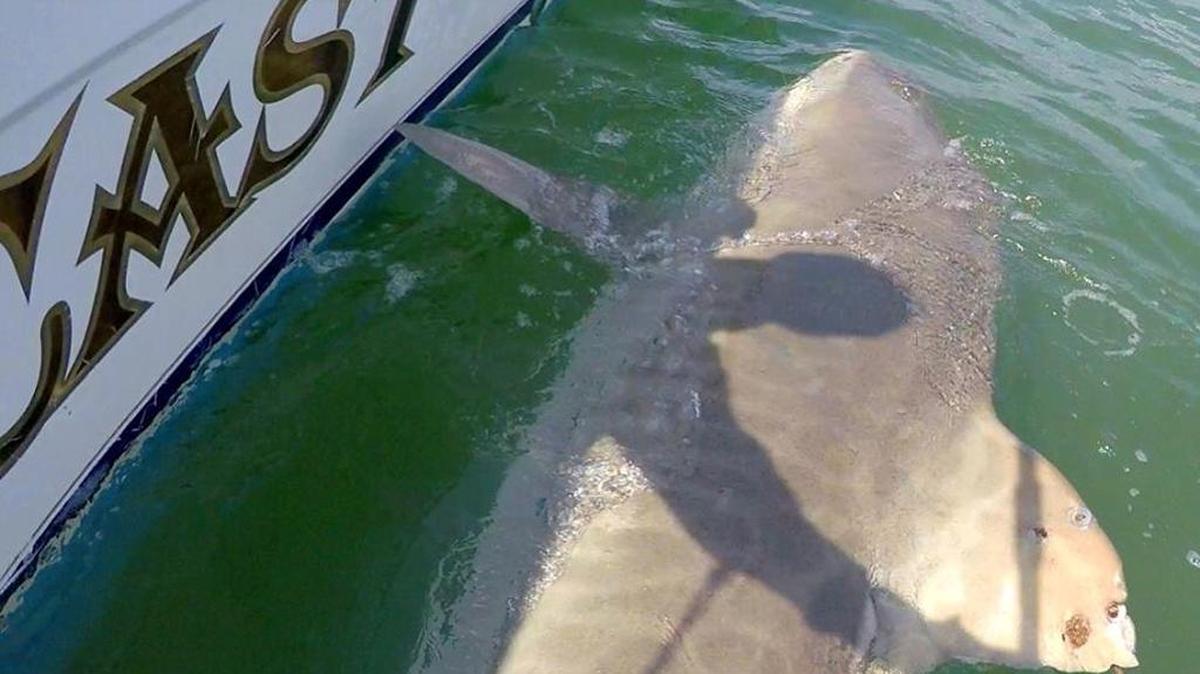 Chessie, a tiger shark tagged a year ago, was caught by same charter captain on Wednesday.