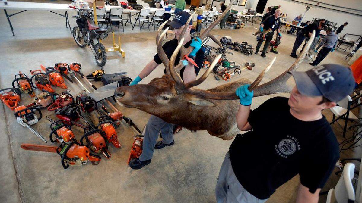 Law enforcement officials carry a 10-point elk's head after cataloging it at the Chesterfield County Sheriff's Department, in Chesterfield, S.C., on Wednesday, October 28, 2015.
