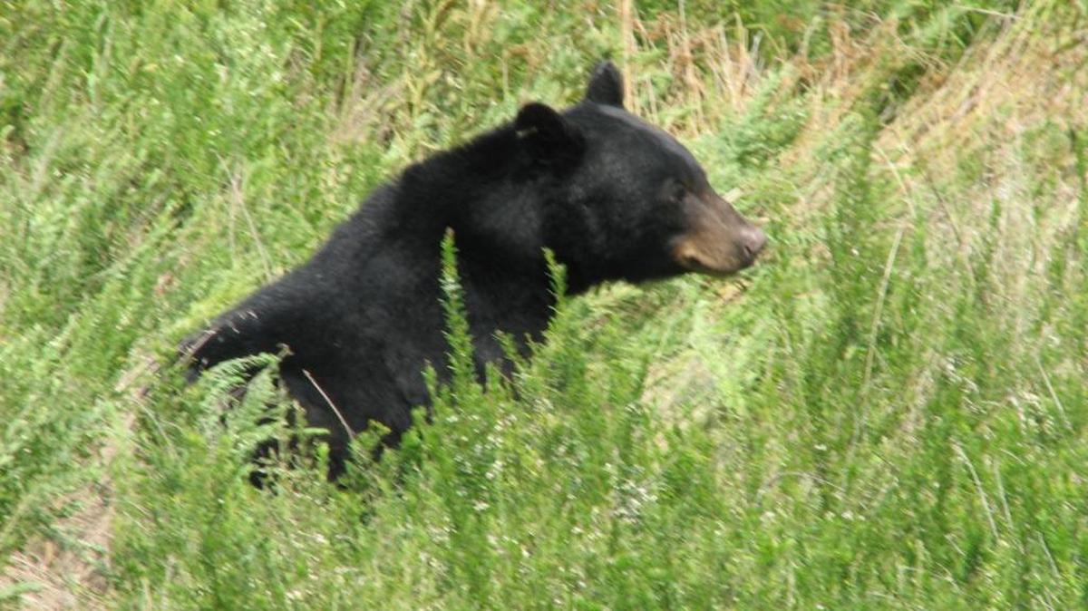 Courtesy SCDNR