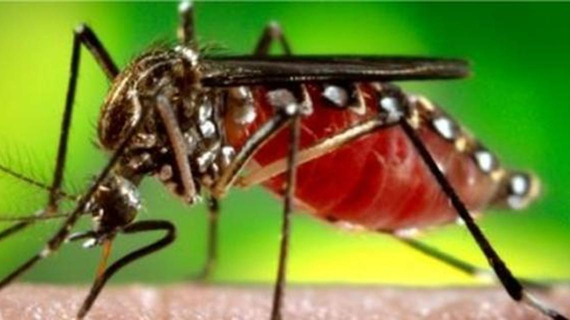 Mosquitoes can carry viruses that can make people sick