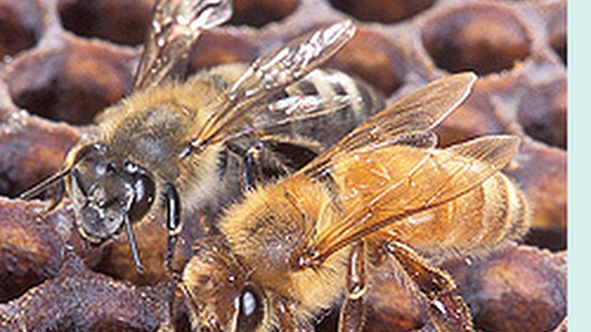 Africanized bees, such as the one on the left, are often known as killer bees because of their aggressive nature