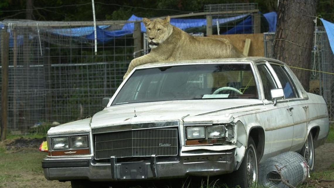 Affie, a two-year-old female lion, rested on top of an old Cadillac near Sandy Run in 2002. Two pet female lions got loose that year, causing concern from neighbors, before being returned to their owners.