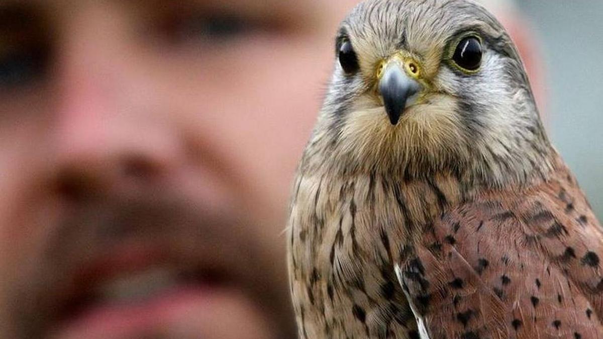 A Eurasian kestrel and its handler, during a demonstration at the Center for Birds of Prey near Awendaw