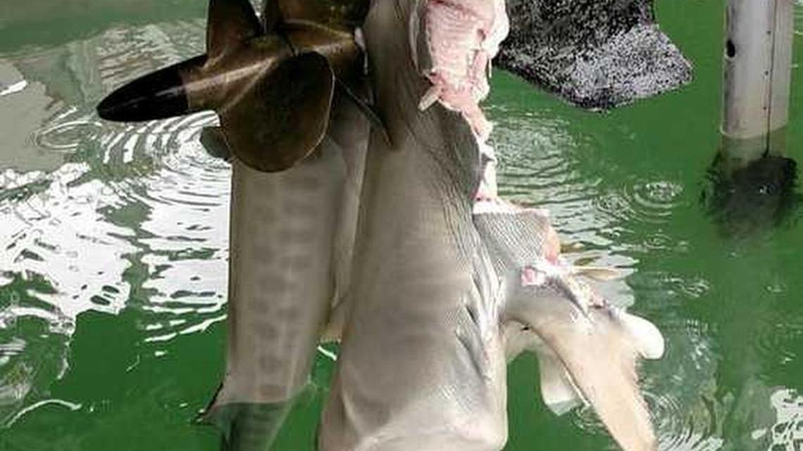 Surprise catch: 350-pound tiger shark torn up in boat propeller in Keys
