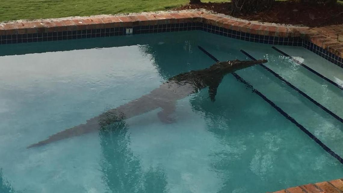 Crocodile found lounging in pool at Keys house