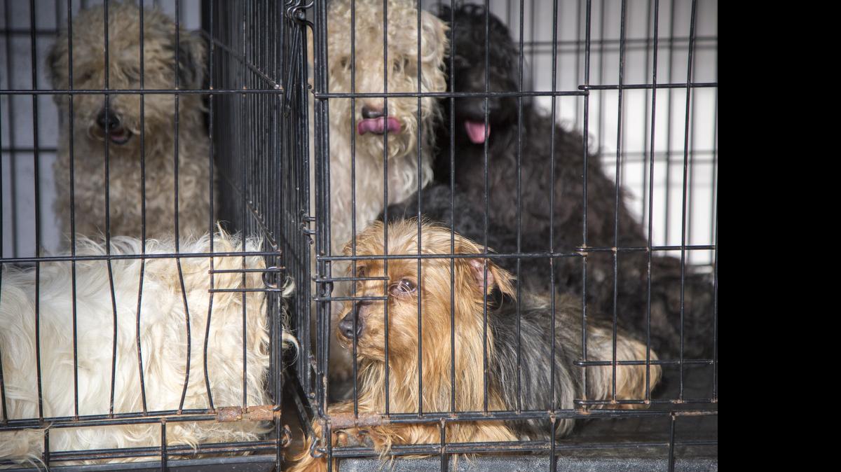 
Some of the more than 100 dogs Horry County Police seized in March from a residence on Hwy. 65 near Conway after receiving a call of animals in distress. 
