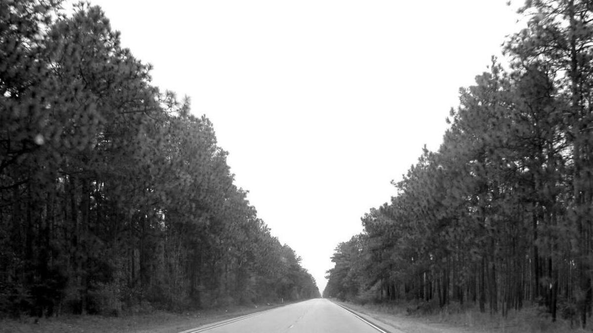 
Stands of towering pines line South Carolina Route 41 in the Francis Marion National Forest near Huger, S.C., on Monday, Feb. 25, 2013. 
(AP Photo/Bruce Smith)
