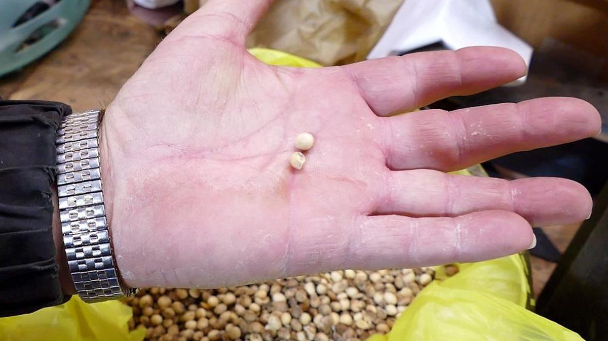 Ronald Rabon has a small bag of soybeans - small, blackened, and useless - in his garage of his Aynor farm on Jan. 21, 2016. Rabon said he's hoping to persuade the governor to accept federal dollars that would help farmers dealing with the loss of crops from the 2015 flood. His two crops - cotton and soy beans - were lost in the floods.