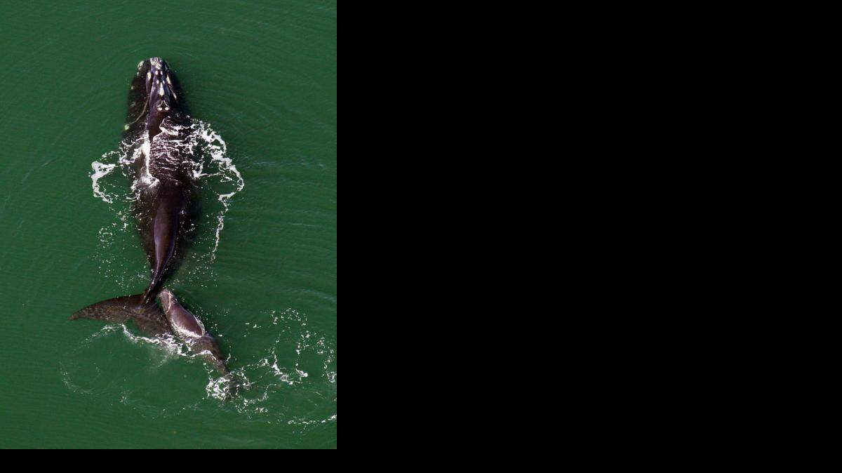 
Seismic testing off the Atlantic coast, a critical step in opening the waters off the Carolinas and Virginia to oil drilling, isn’t as dangerous for marine life, such as this North Atlantic right whale, as some fear, according to a University of South Carolina professor. (Sea to Shore Alliance/NOAA/MCT)
