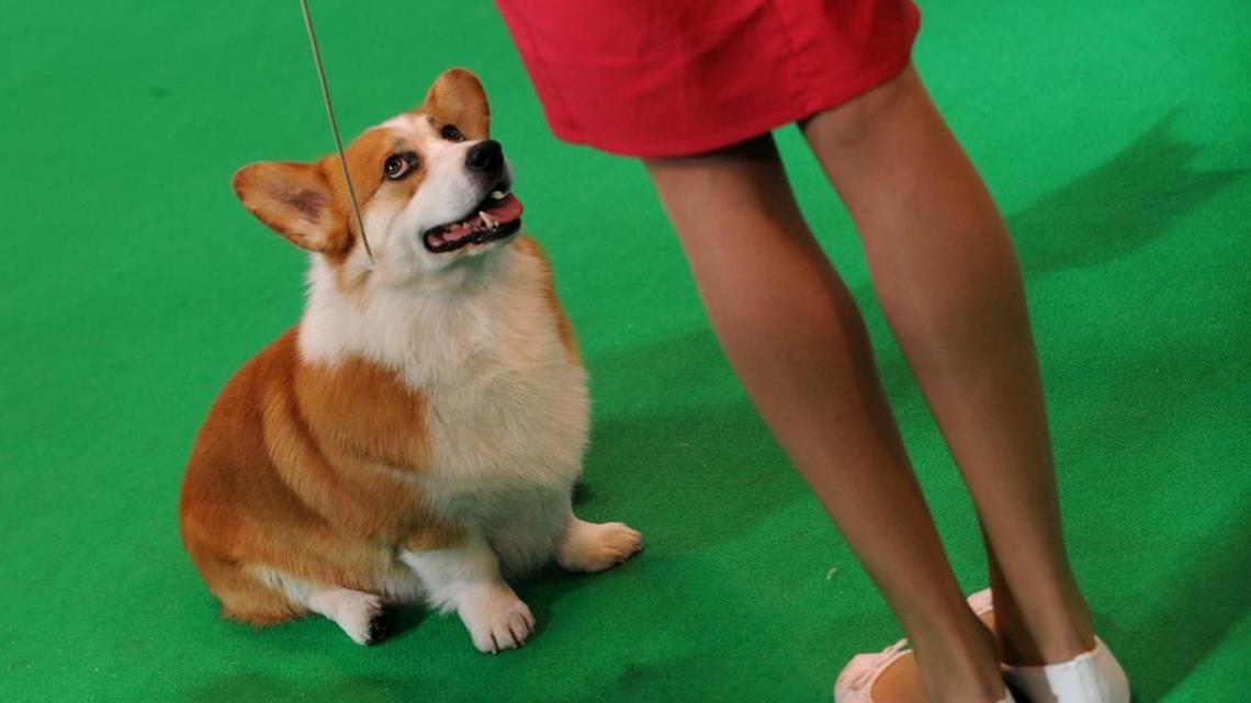 ‘What’s it like to be a dog?’ I don’t need researchers to tell me that ours has OCD