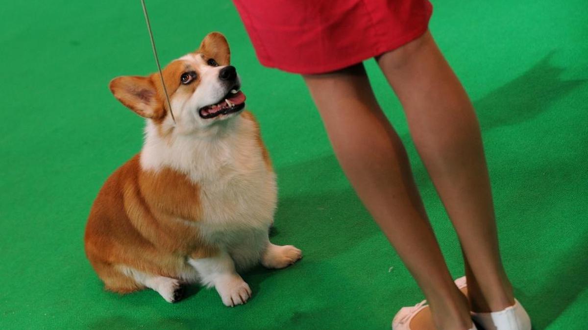 Time magazine recently published a story called “Secrets of the Canine Mind,” which tells of several ongoing studies to understand what makes a dog think like a human.