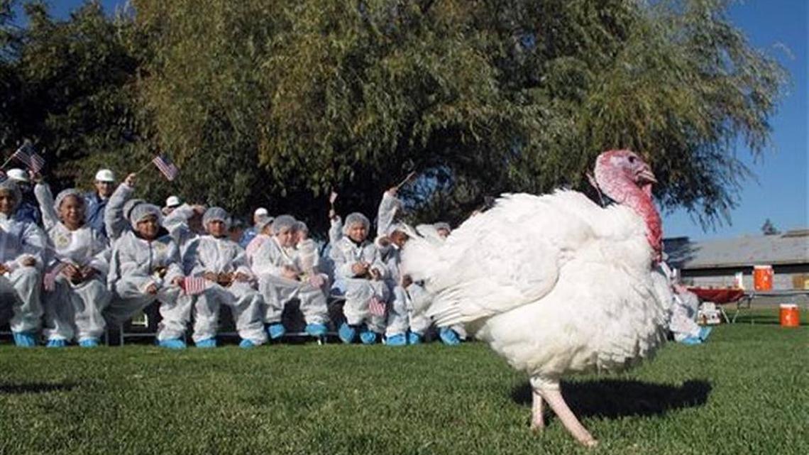 Thanksgiving a time to talk turkey