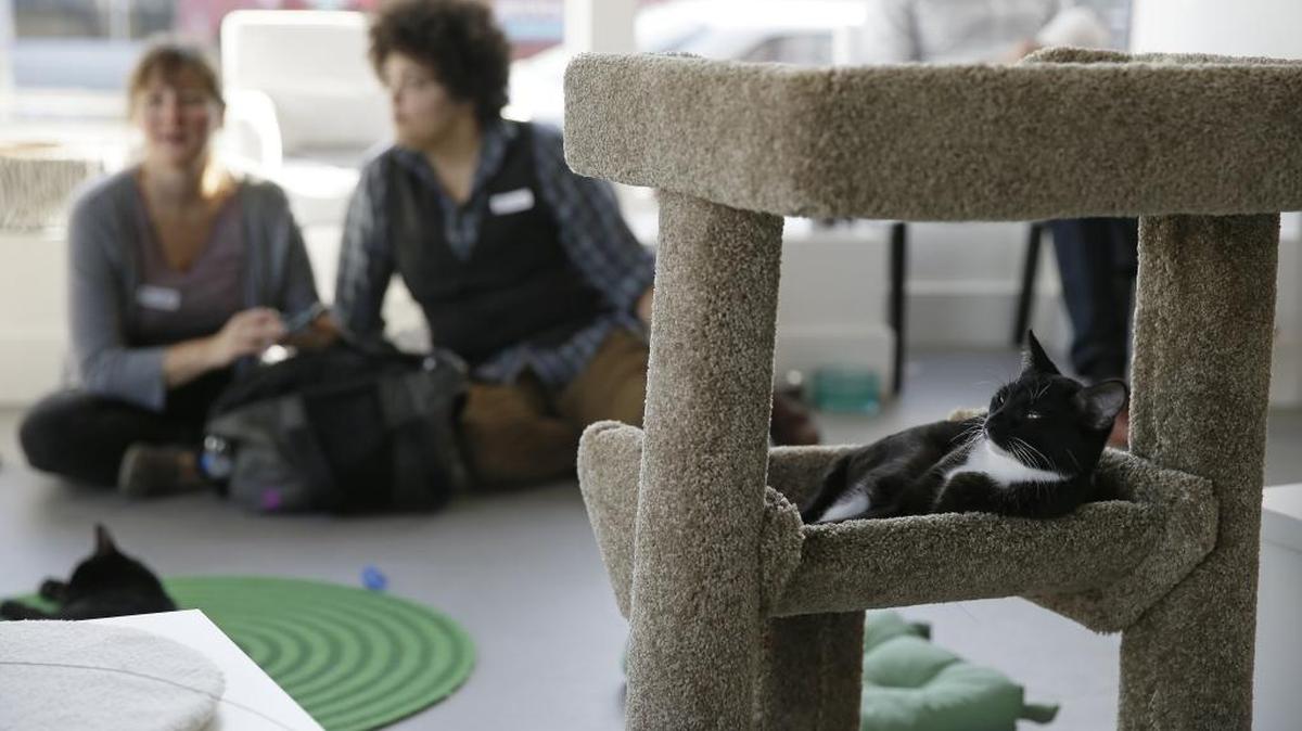 In this photo taken Thursday, Nov. 6, 2014, a cat sits in a tower and watches visitors to the Cat Town Cafe in Oakland, Calif.