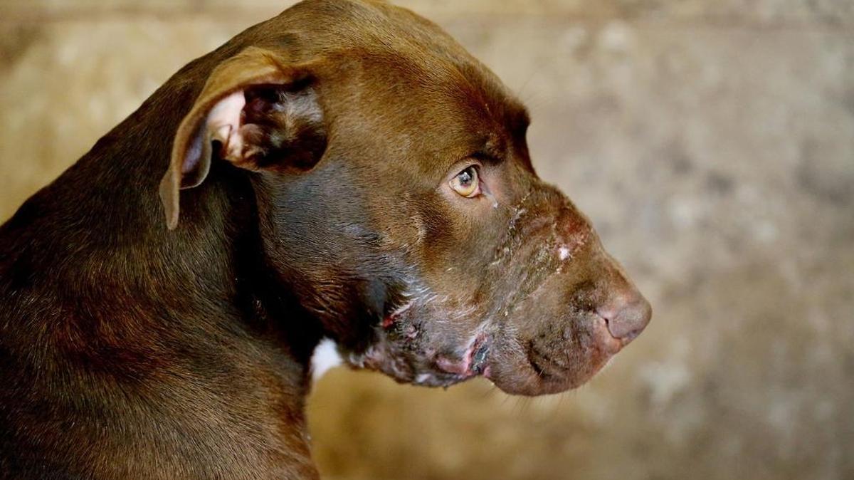 Caitlyn, named by rescuers, receives treatment at Veterinary Specialty Care in Mount Pleasant Tuesday June 2, 2015. Police in South Carolina have arrested a man after a dog was found with electrical tape around its muzzle last week. Multiple news outlets report authorities say 41-year-old William Leonard Dodson of North Charleston was arrested Monday night and charged with ill treatment of animals.