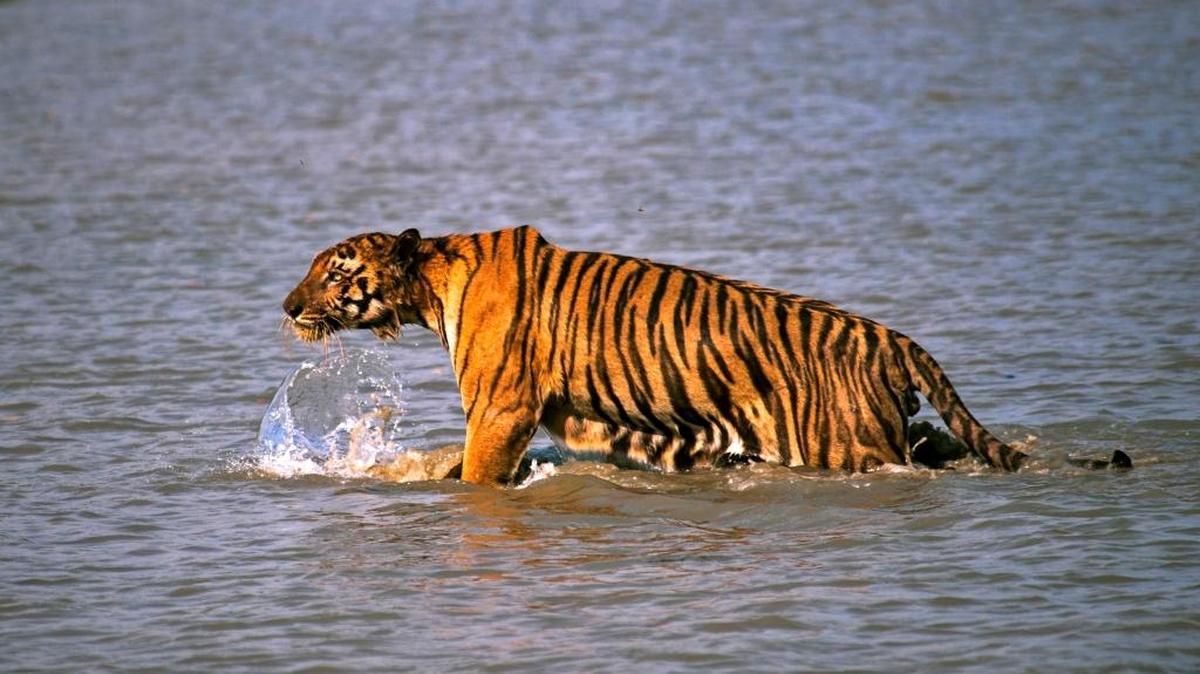 In this Saturday, April 26, 2014, file photo, a Royal Bengal tiger prowls in Sunderbans, at the Sunderban delta, about 130 kilometers (81 miles) south of Calcutta, India. India's latest tiger census shows a sharp increase in the number of endangered cats in the wild, raising hopes that conservation efforts are working.