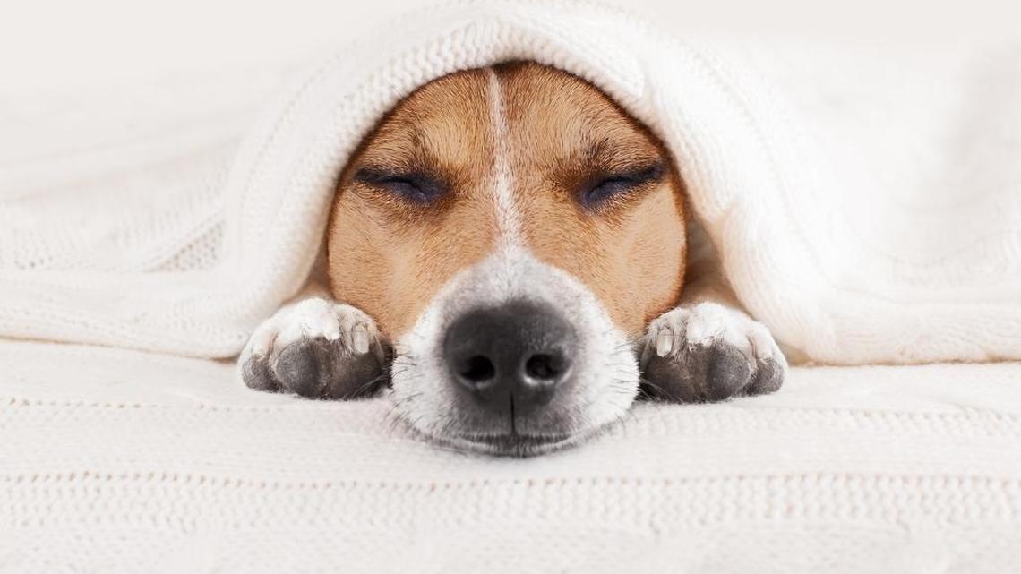 My relationship with my dog: Is it pathological or actual affection?