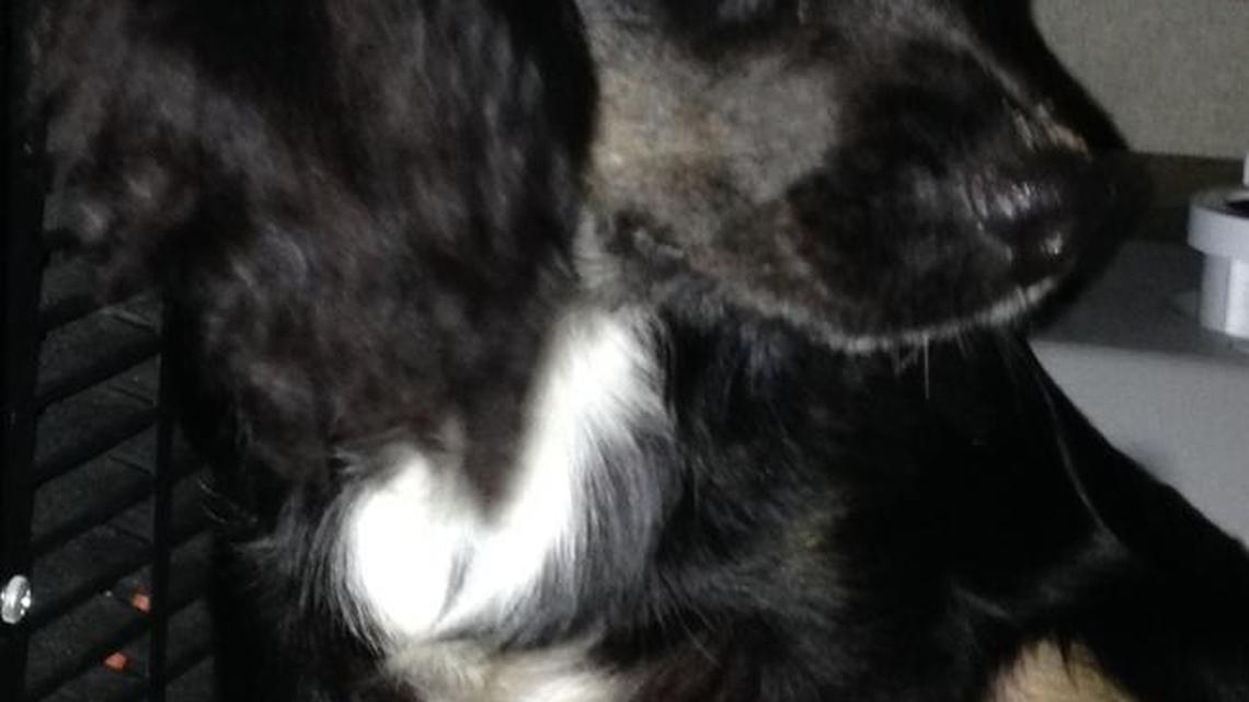 Bob Bestler | ‘Such is the mighty grip a dog has on your heart’