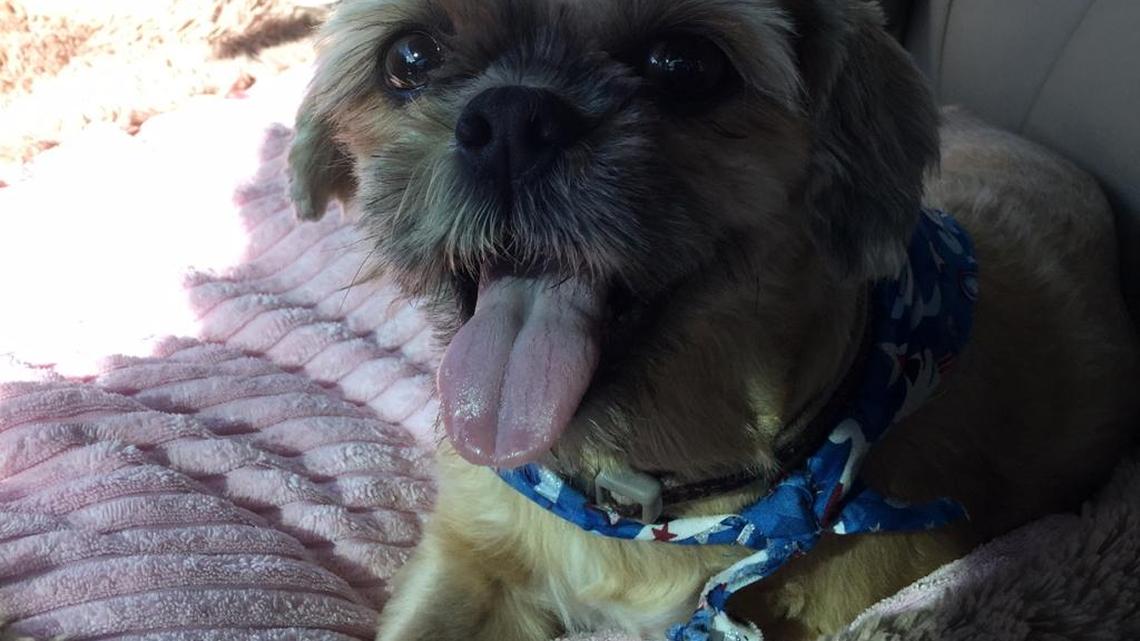 Mop head with legs turns into miracle story for animal lovers