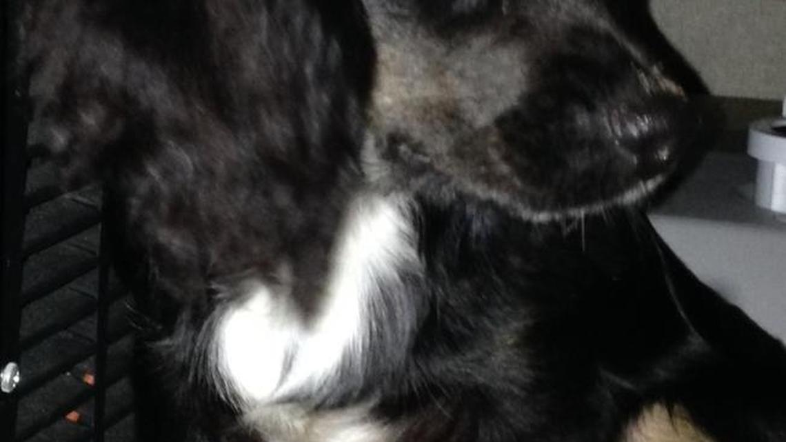 Why doesn’t everyone have a dog?