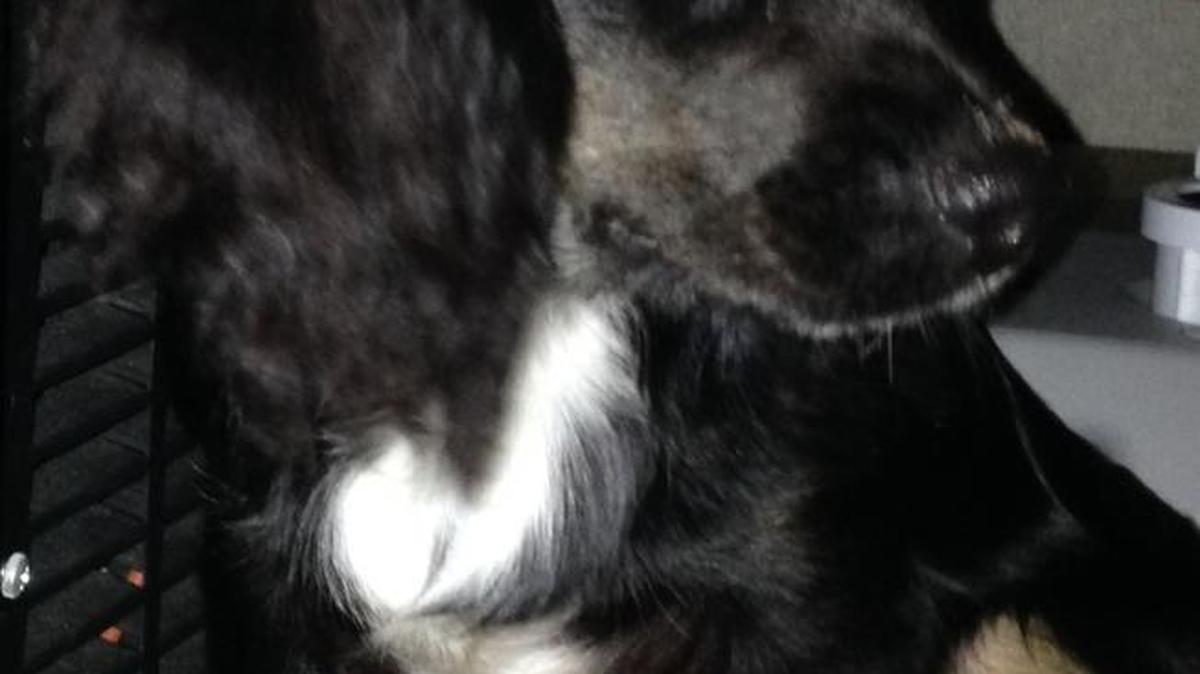 Wasabi as a puppy.