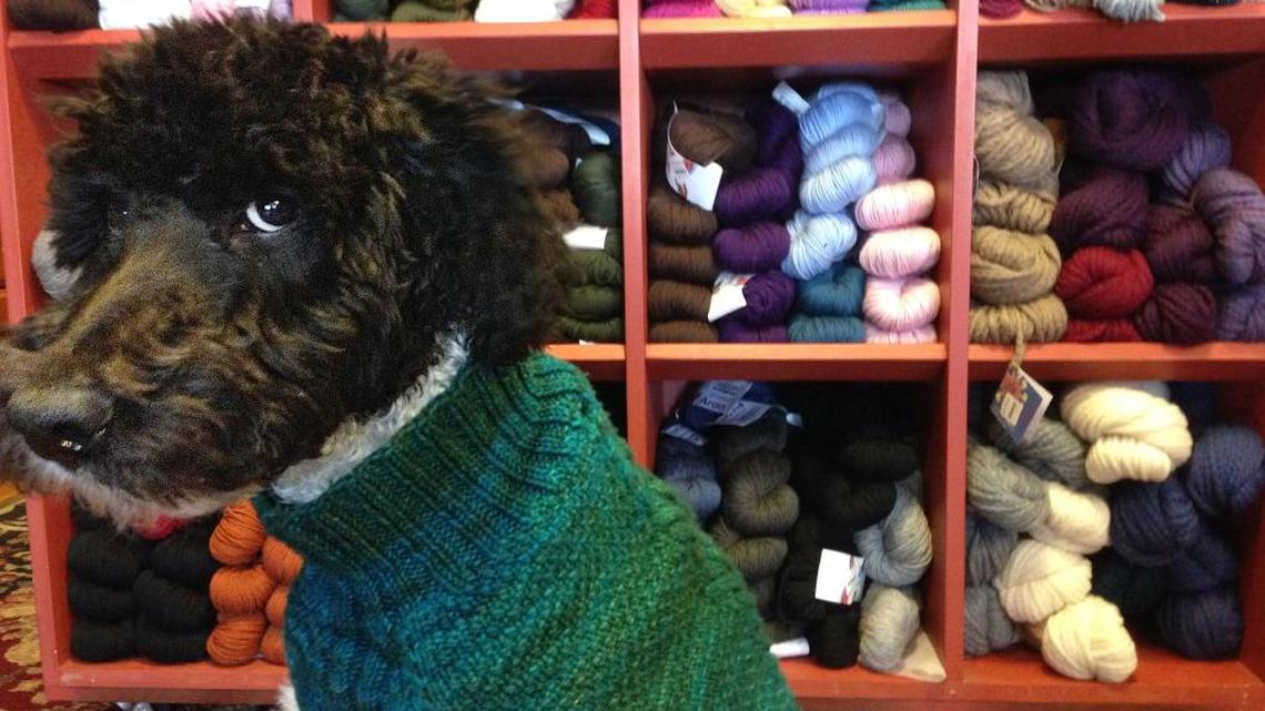 It’s doggie sweater time, and that’s cool