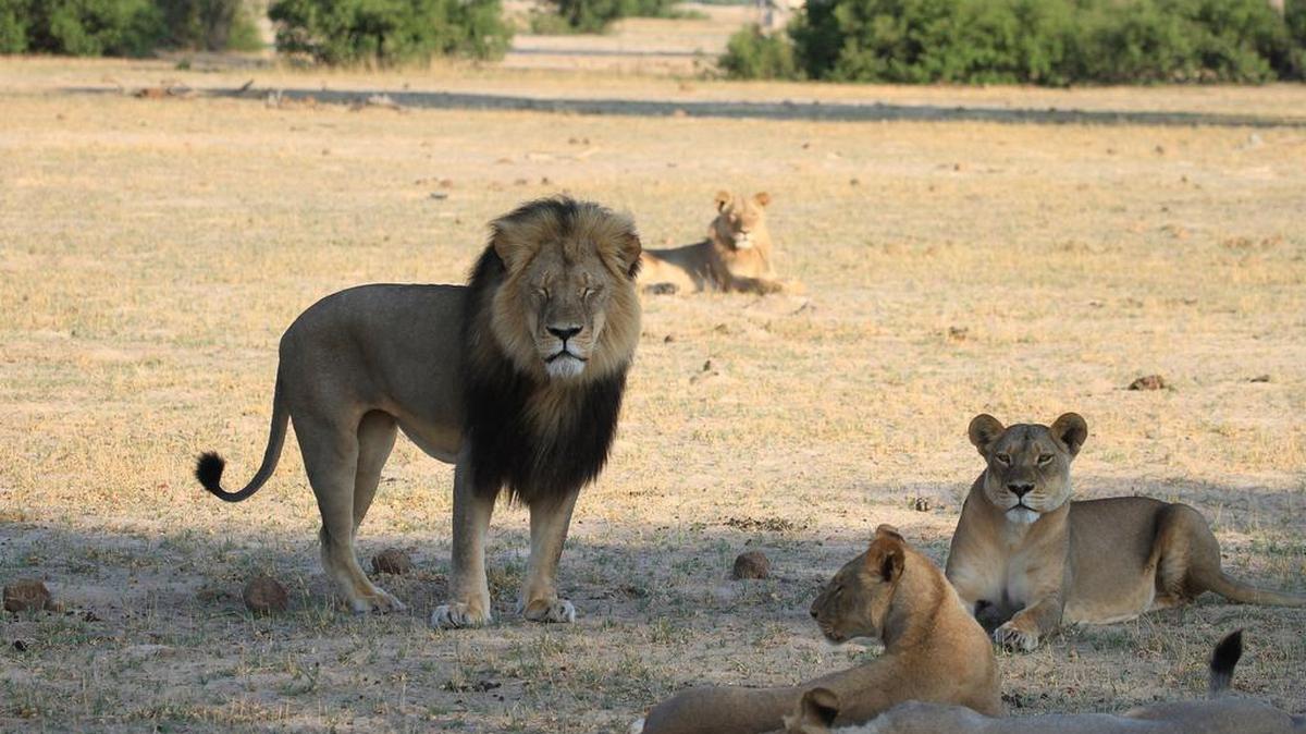 
Cecil the lion stands with his pride on the plains in Hwange National Park. In July 2015, an American dentist named W. Palmer killed Cecil the lion with a bow and arrow during an illegal hunt in Zimbabwe. 
