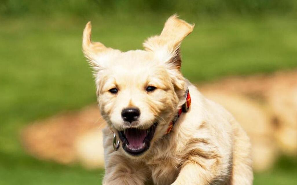 A dog is running