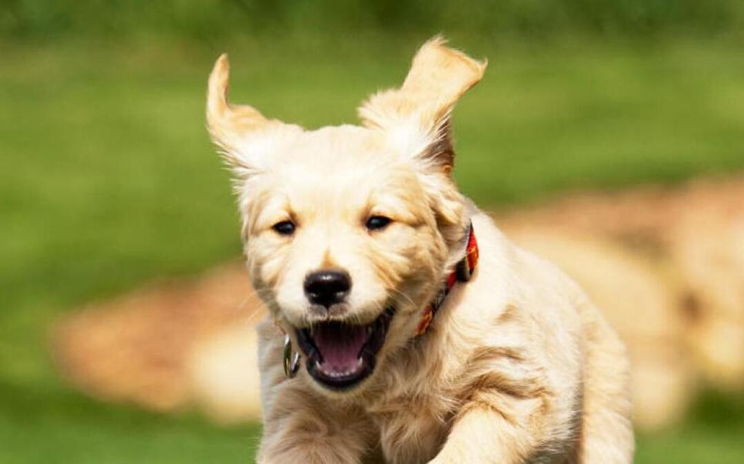 A dog runs