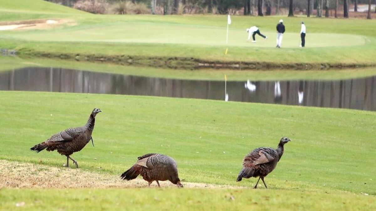 The SwingThought Tour will have use of the TPC Myrtle Beach for six days from Dec. 12-17 for its tour championship.