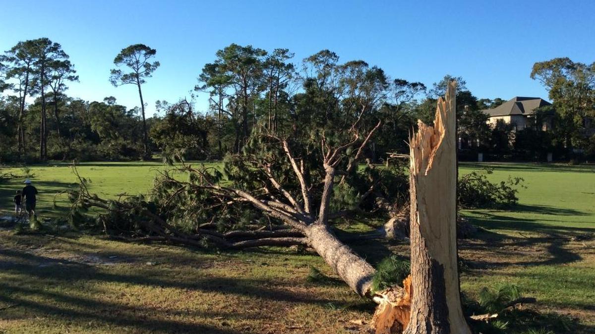 A tree is felled on the first hole of The Surf Golf and Beach Club, which was hit by both Hurricane Matthew and a tornado Saturday.