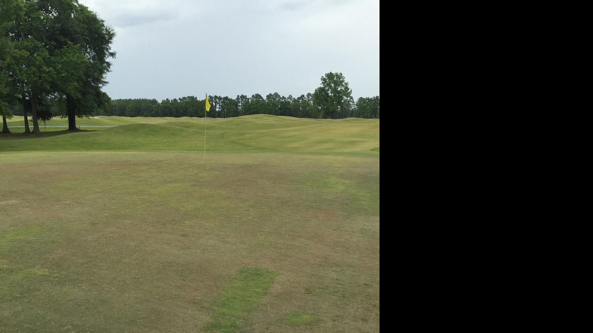 
The 10th green at Black Bear Golf Club, which is the Grand Strand course that appears to have been hit the hardest by winterkill and will receive new grass on all 18 greens this summer. 
