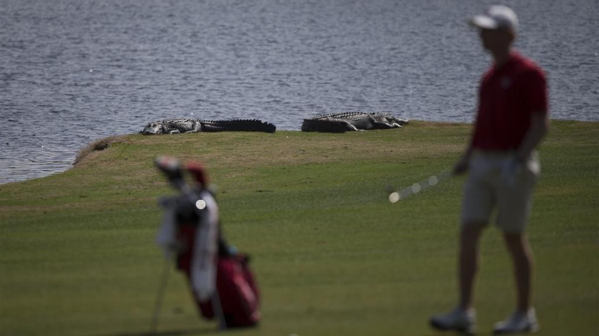 Alligators sun along the 13th fairway as North Carolina State's Stephen Franken prepares to hit a shot during the final round of Coastal Carolina's General Hackler Championship at The Dunes Golf and Beach Club on March 13.