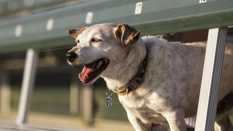 Pelicans face Wilmington Blue Rocks Wednesday at annual Bark in the Park night 