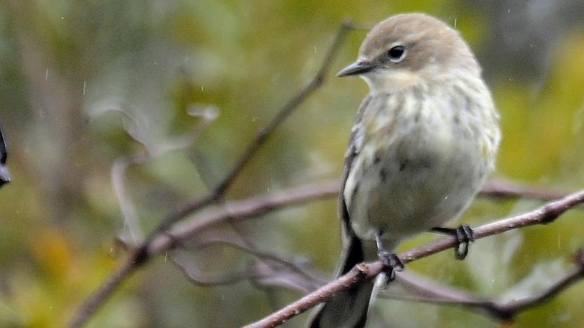 This yellow rumped warbler was seen feeding in bushes near Atalaya at Huntington Beach State Park in 2014.