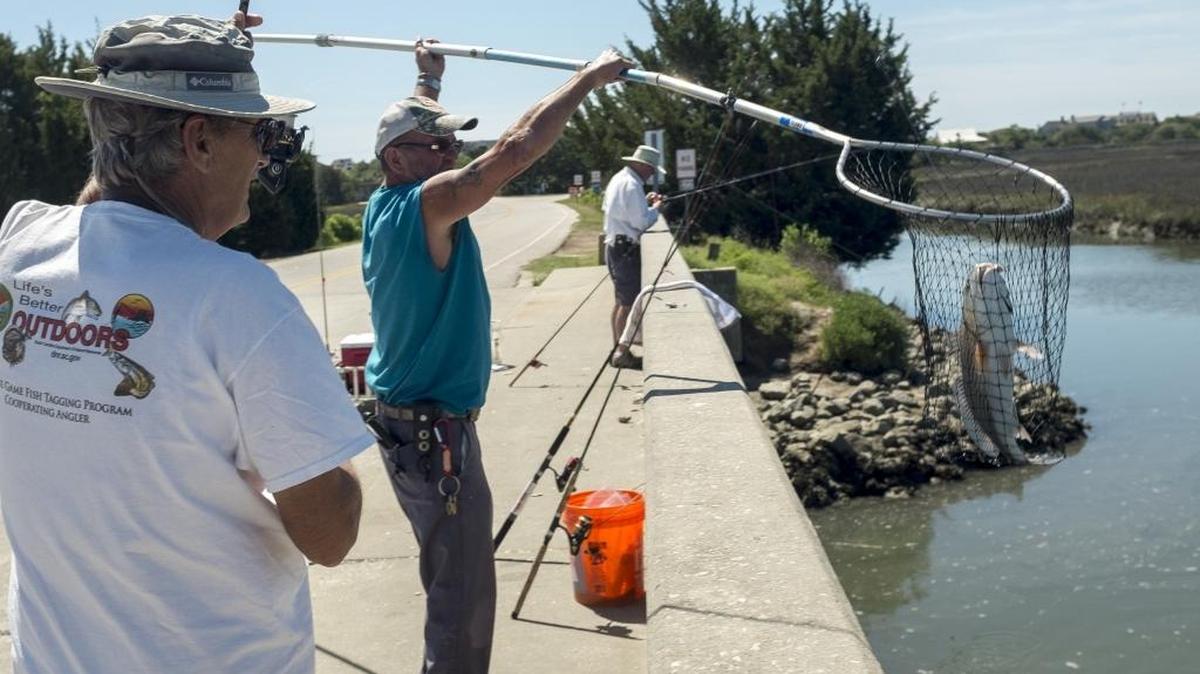 A fisherman lands a redfish in Pawley's Island, S.C. this past summer.