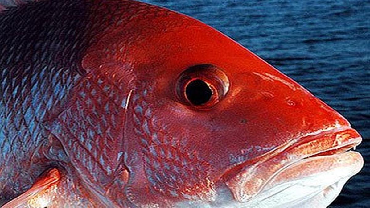 On Monday, Sept. 25, the council will consider an emergency action to allow a limited fishing season in 2017 for red snapper for the recreational and commercial sectors in the South Atlantic region.