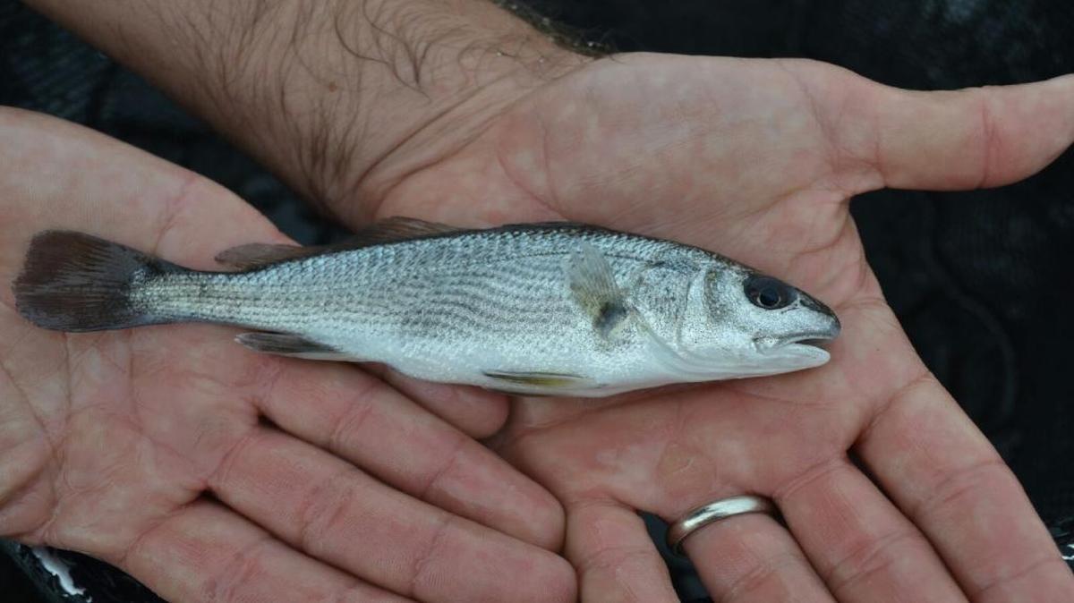 Juvenile red drum were released in Winyah Bay and Cherry Grove Inlet this week.