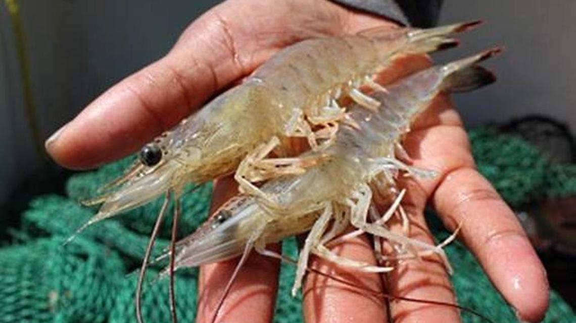 The end of the commercial shrimping season saw surprising catches of jumbo shrimp through the month of January in local waters.
