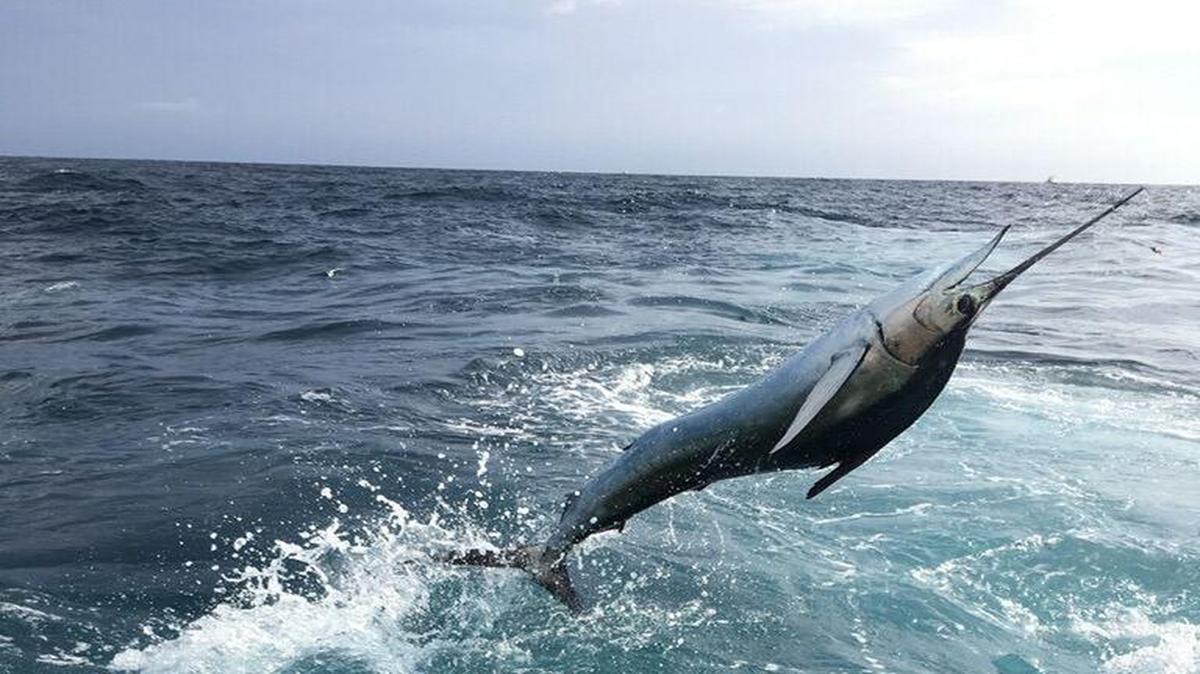 A sailfish rises out of the water off the stern of Hammer Time during the South Carolina Governor’s Cup Billfishing Series event last Saturday out of Charleston.