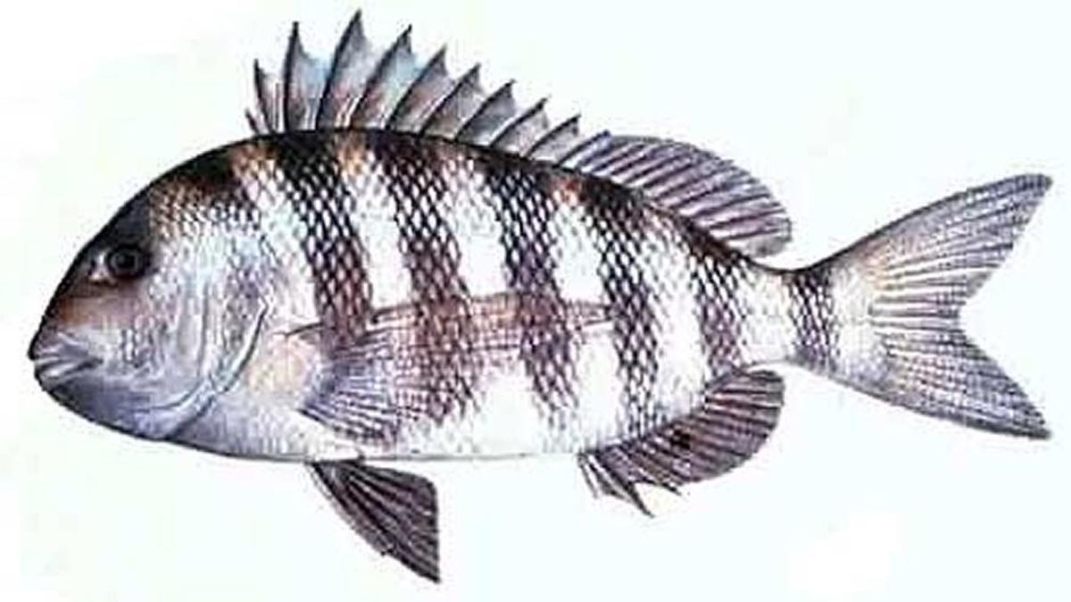 Each winter, sheepshead congregate on the near-shore artificial reefs in the Atlantic Ocean, providing anglers with a super option in the dead of winter when the weather cooperates.