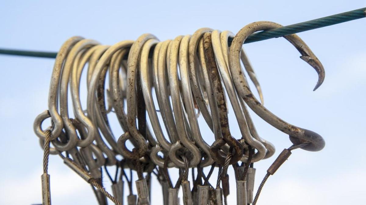 Long lines with large off-set circle hooks are used to catch sharks in Winyah Bay.