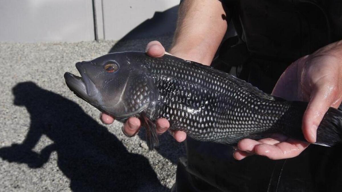Jay Sconyers of Aces Up Fishing filled the box with a super catch of black sea bass (an example is pictured), grey triggerfish, vermilion snapper, red porgy and white grunts on a recent fishing trip.