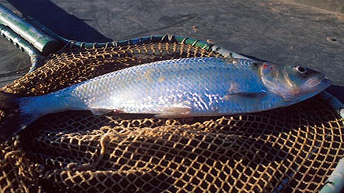 The majority of shad found in S.C. waters are American shad.