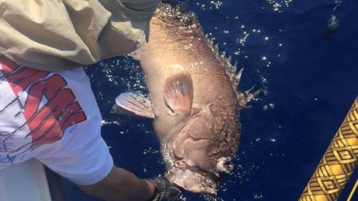 One of five spawning SMZs to be established off the South Atlantic coast beginning on July 31 will be in the Georgetown Hole area. The closures to snapper-grouper fishing are designed to protect reef species such as this snowy grouper.