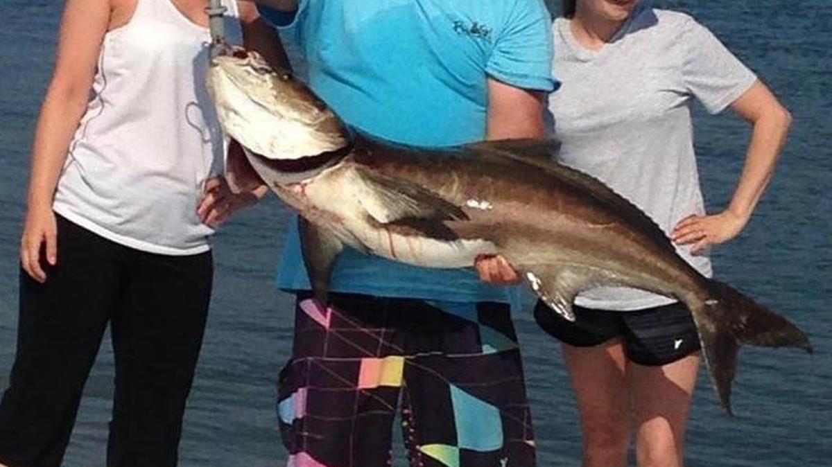 Capt. Jason Burton of Fly Girl Charters out of Murrells Inlet holds up a cobia his crew caught in May 2014.