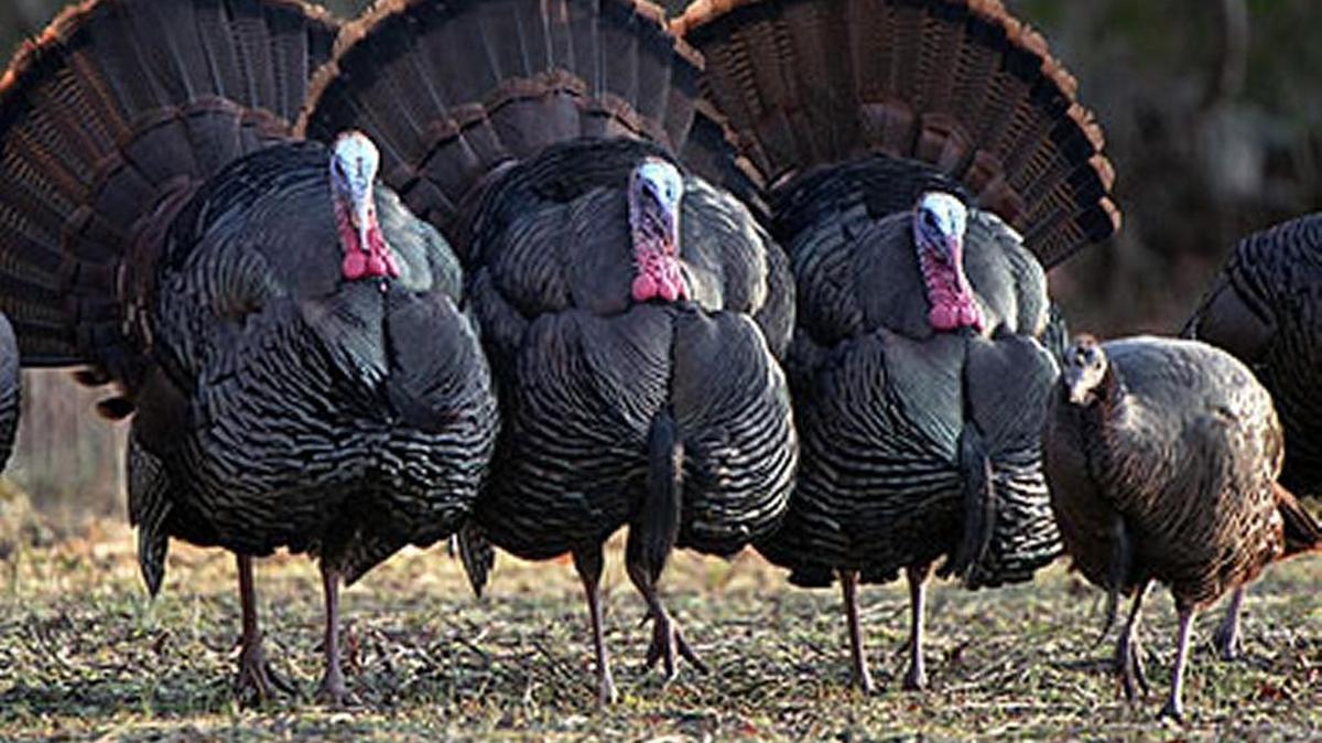 Wild turkey hunting season is underway in South Carolina.