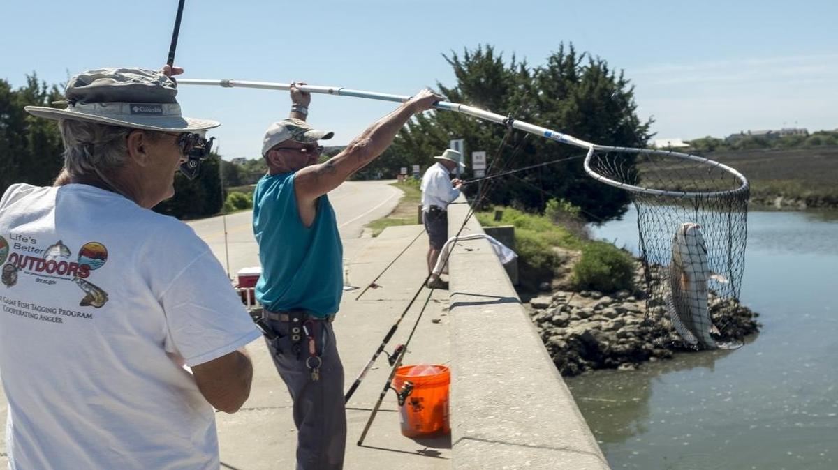 A fisherman lands a redfish from the North causeway in Pawley's Island.